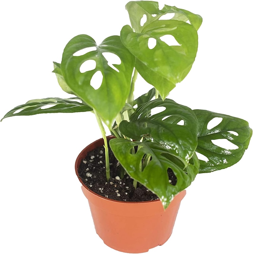 Monstera plant