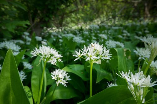 wild garlic growing