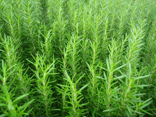 rosemary growing in garden