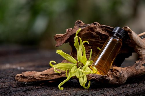 ylang ylang essential oil