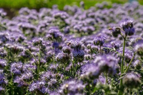 blue tansy flowers