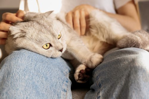 Chân dung chú mèo giống Scottish Fold dễ thương với đôi mắt vàng đang nghỉ ngơi cùng chủ nhân tại nhà. Chú mèo lông ngắn tai cụp thuần chủng mềm mại, mịn màng đang ngồi trên đùi một phụ nữ trẻ. Nền, không gian sao chép, cận cảnh