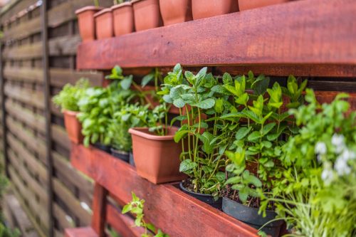 Vertical herb garden in pots. Home garden, herbs in outdoor backyard. Wooden crate with a variety of fresh green potted culinary herbs growing outdoors in a backyard garden