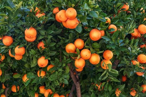 oranges on a branch with green leaves on tree