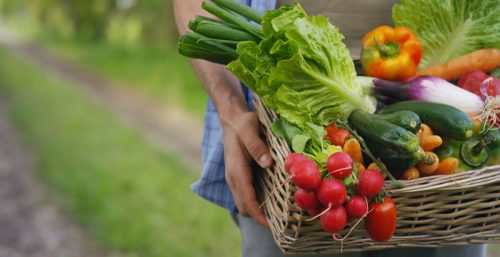 Basket with vegetables (cabbage, carrots, cucumbers, radish and peppers) in the hands of a farmer background of nature Concept of biological, bio products, bio ecology, grown by yourself, vegetarians.