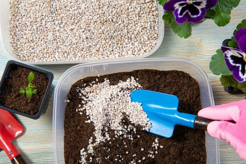 Mixing perlite pellets with black gardening soil on a table with pansy flowers in the background.