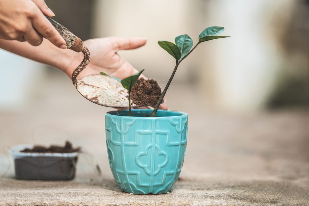 Close up of a person giving a potted plant fertilizer.