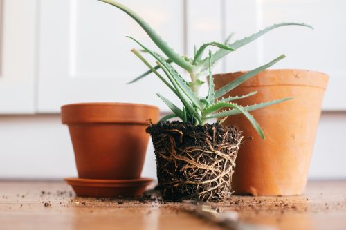 An unpotted plant sitting on the floor next to two planters