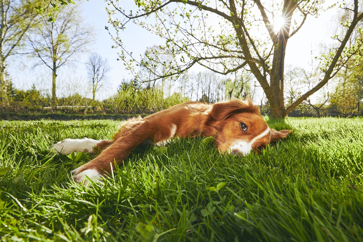 Mùa xuân trong vườn. Chú chó dễ thương (Nova Scotia Duck Tolling Retriever) đang nghỉ ngơi dưới gốc cây trong vườn lúc hoàng hôn.