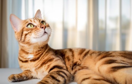 Funny cheerful cat looks up. Close-up. Copy space.