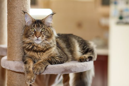 Portrait of a cute gray tabby Maine Coon kitten lying on a play stand