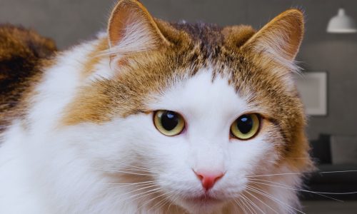 Resting Ragamuffin Purebred Cat on the Floor. ragamuffin cat with green eyes closeup. Fluffy purebred straight-eared long hair kitty. Copy space, close up, background. Adorable domestic pet concept.