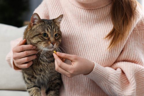 Woman giving pill to cute cat indoors, closeup. Vitamins for animal