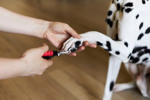 Woman trimming claws of cute dog with clipper at home