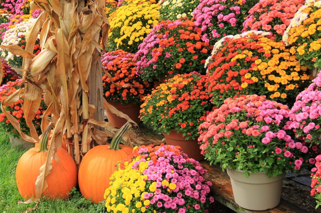 potted hardy mums, corn stalks and pumpkins at local market