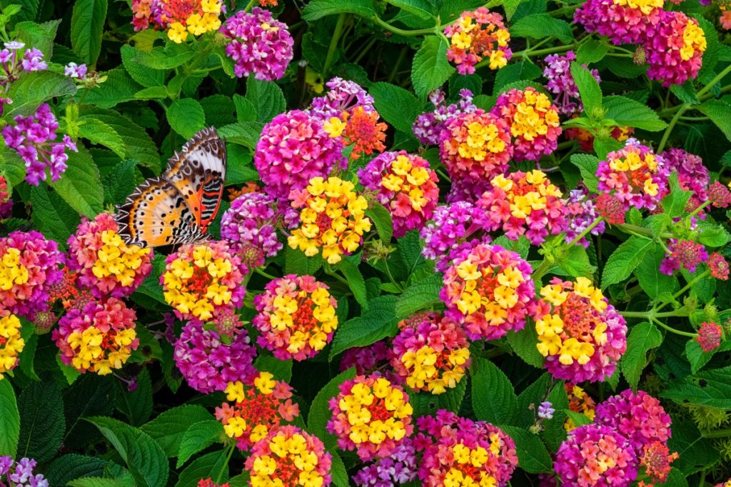 Pink and yellow Lantana flowers