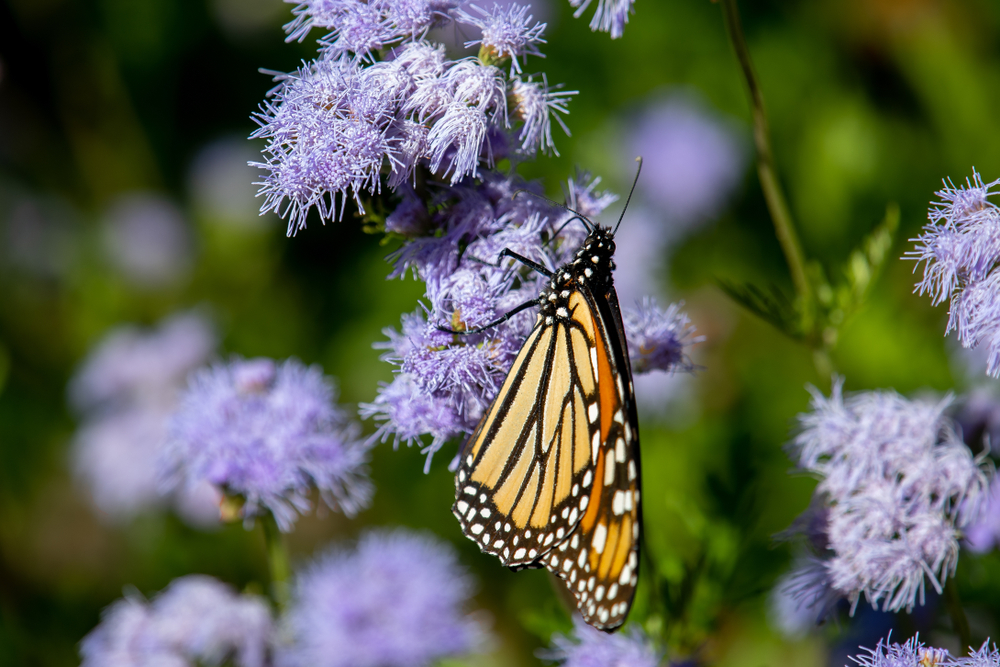 A close up of a butterfly on a Gregg's Mistflower blossom