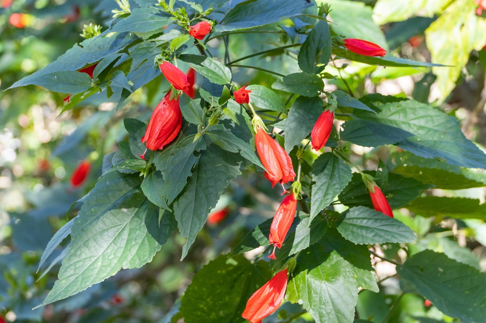 A Turk's Cap flower plant