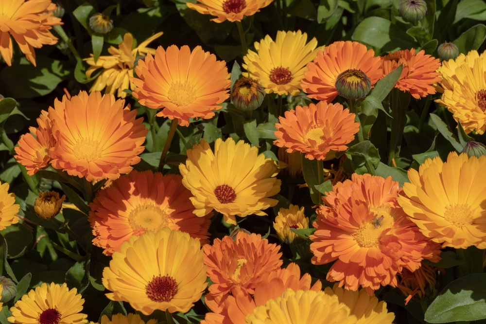 A closeup of Calendula flowers