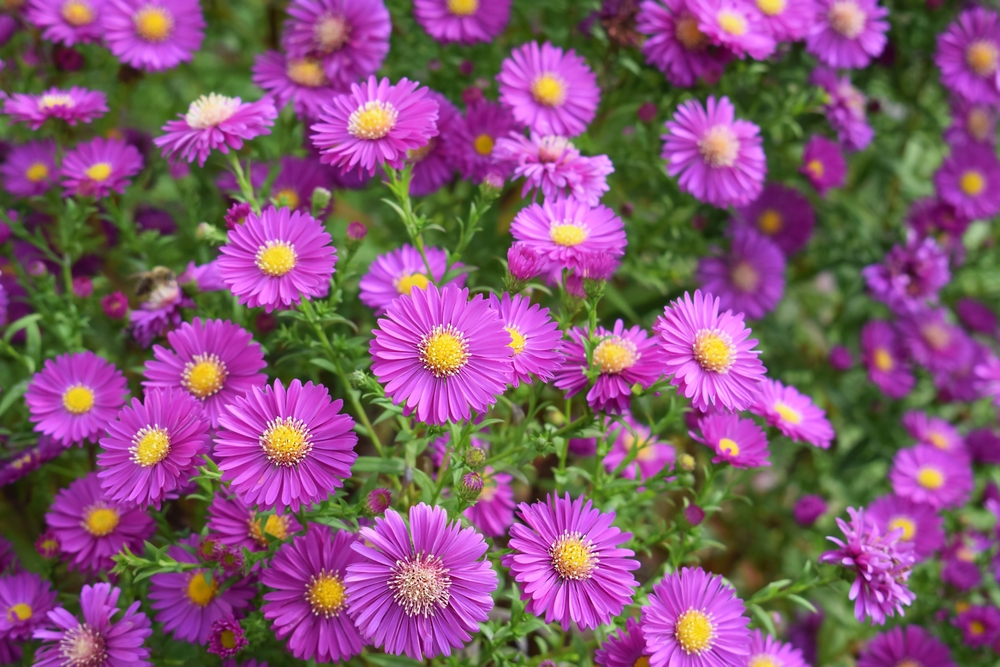 A closeup of Fall aster flowers