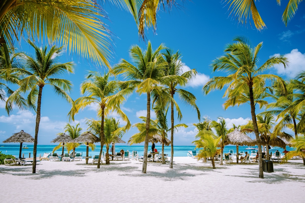 Palm Beach Aruba Caribbean, white long sandy beach with palm trees at Aruba Antilles