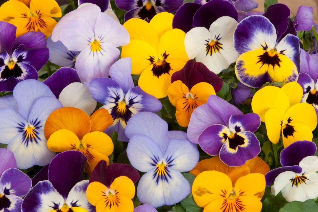 pansy flowers