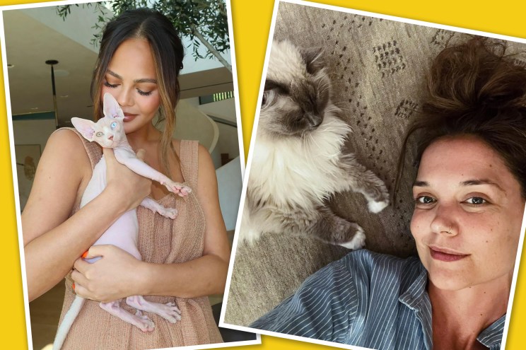 Hai bà mẹ mèo Chrissy Teigen và Katie Holmes khoe người bạn mèo của mình.