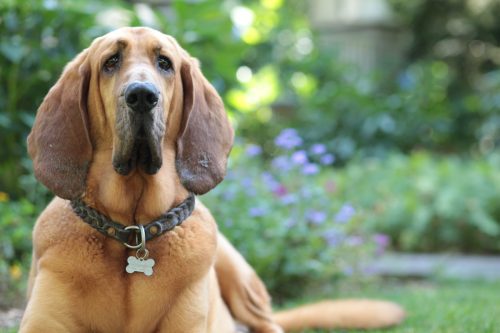 Cận cảnh một chú chó American Bloodhound ở sân sau