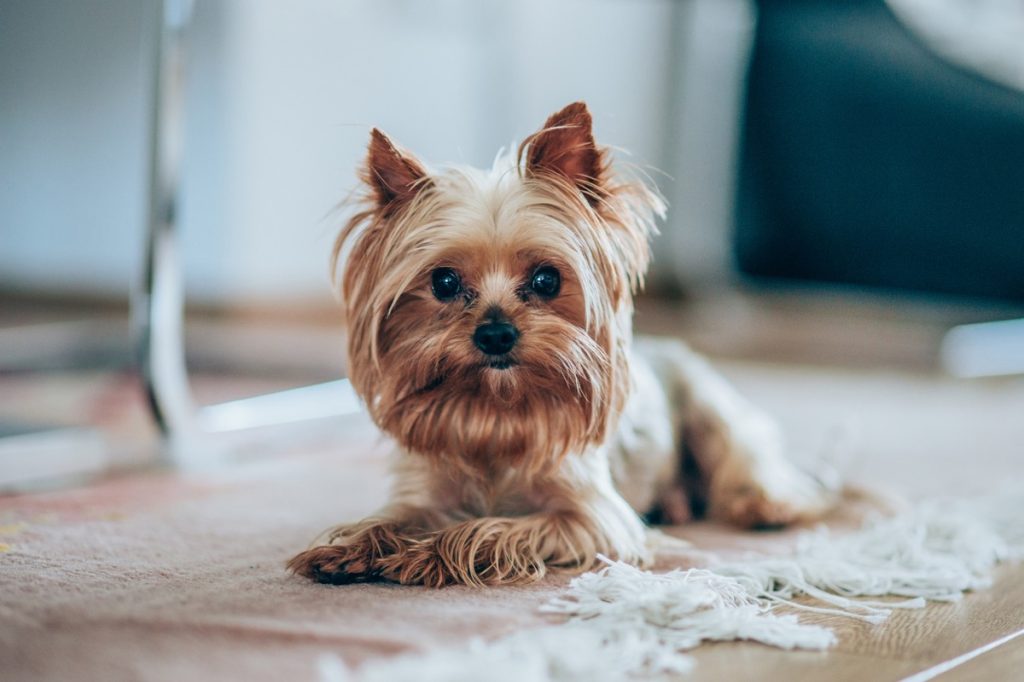 Chú chó Yorkshire Terrier dễ thương nằm trên sàn và nhìn vào máy ảnh.