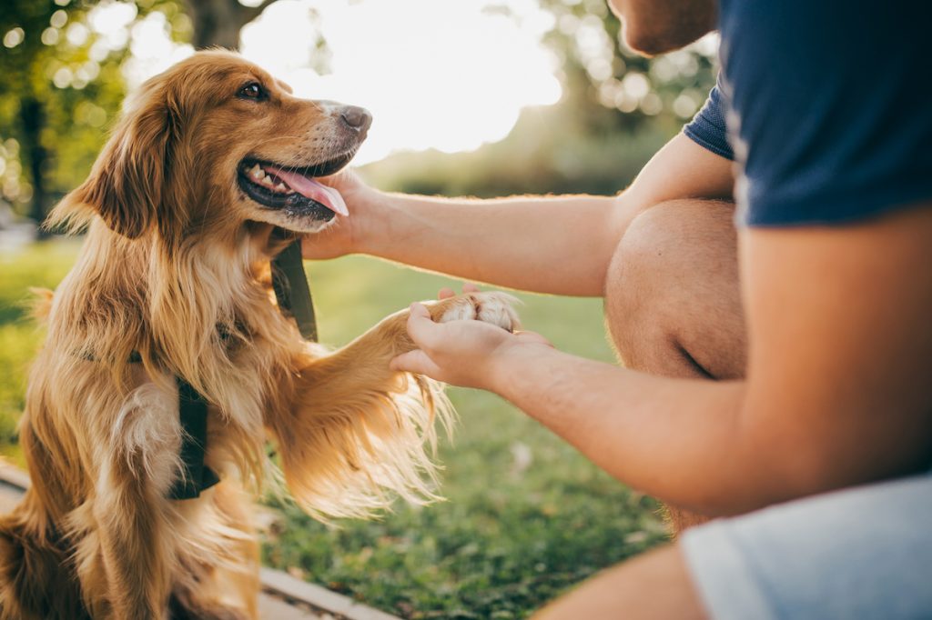 Cận cảnh một người đàn ông đang giữ bàn chân của chú chó Golden Retriever bên ngoài