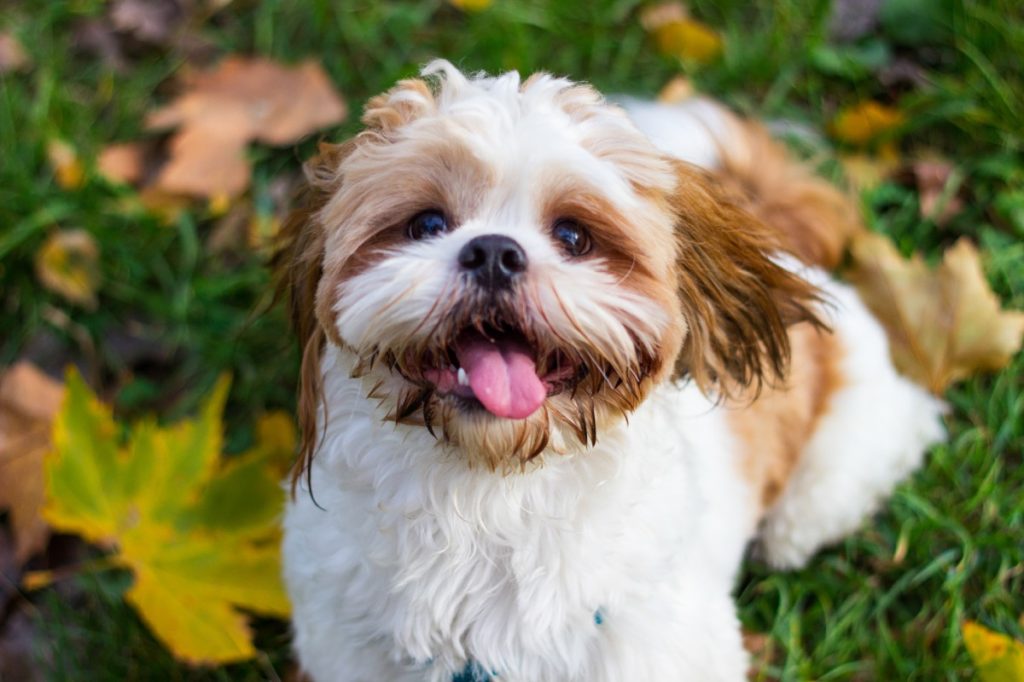 Shih Tzu trong cỏ