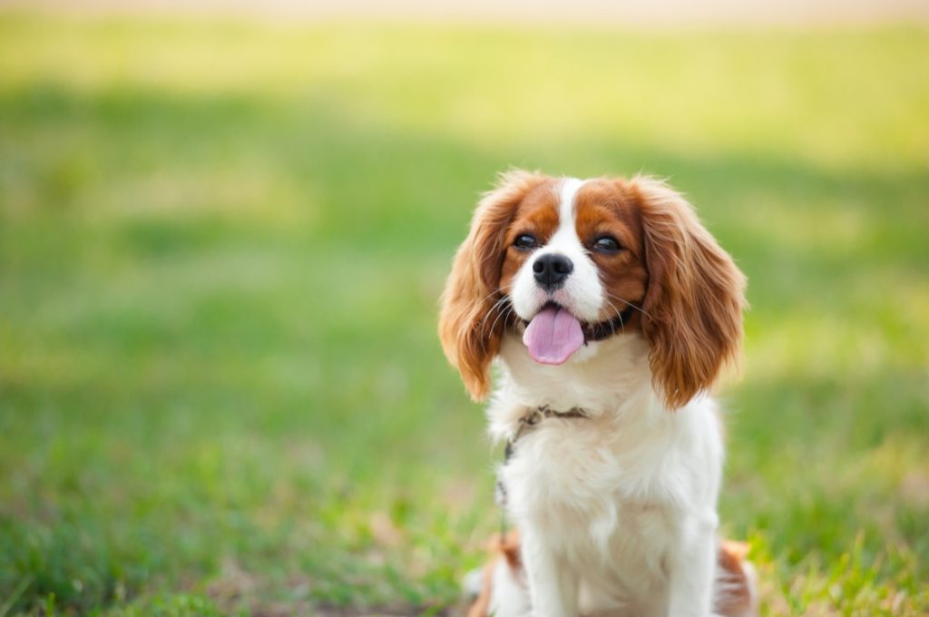 Chó săn Cavalier King Charles