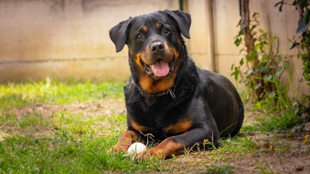 Rottweiler nằm trên cỏ