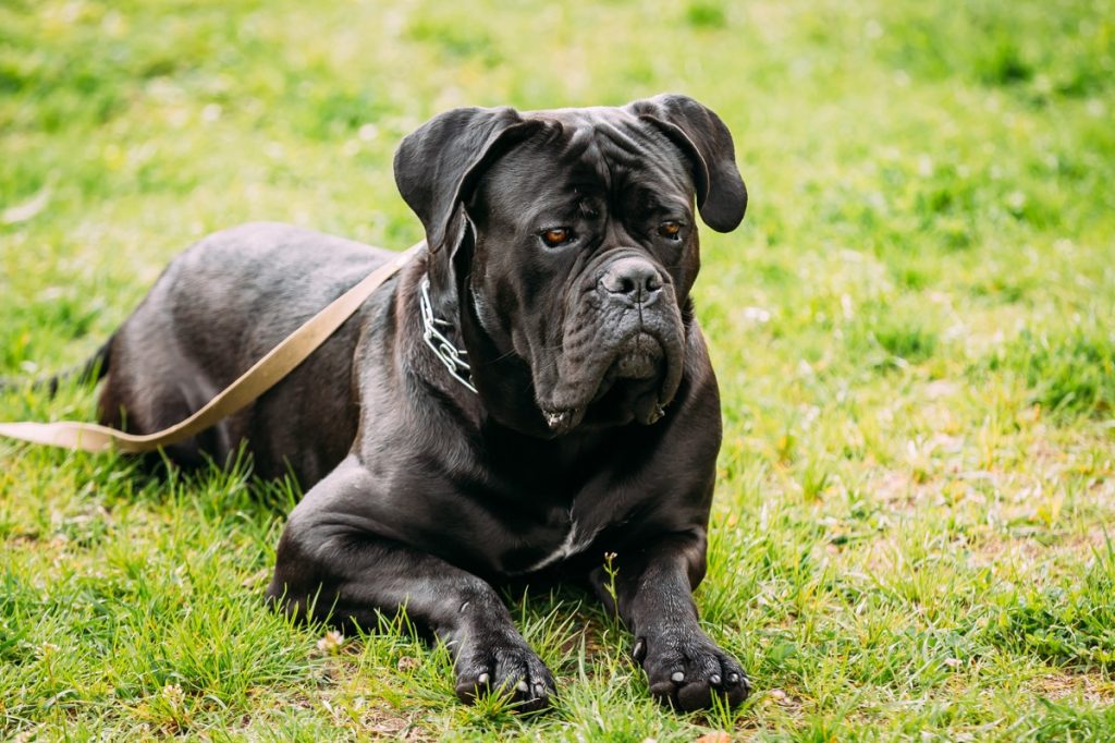 chó cane corso, giống chó hàng đầu