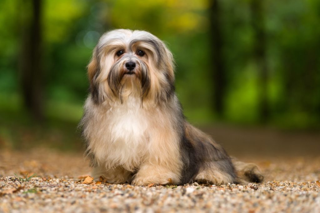 Chú chó Havanese trẻ đẹp đang ngồi trên con đường rừng sỏi trong ánh sáng dịu nhẹ vào cuối mùa hè - Hình ảnh