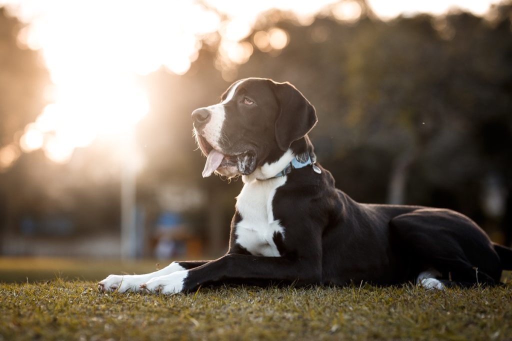 Chân dung chó Great Dane ngoài trời