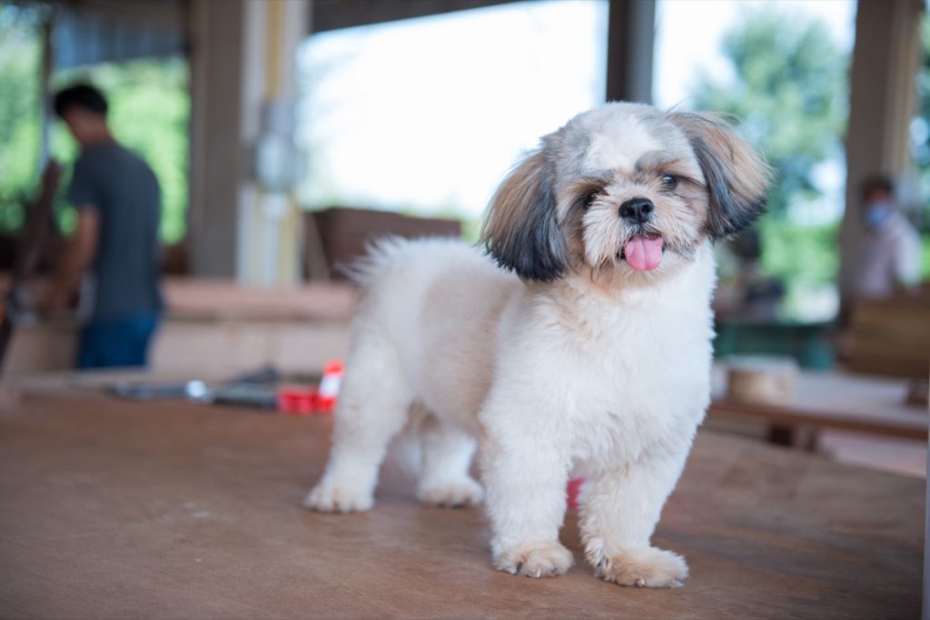 chó shih tzu