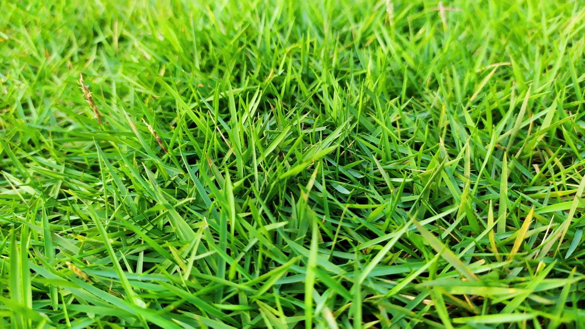 Cỏ Zoysia japonica có màu xanh tươi thường được dùng làm cảnh cho các khu vườn