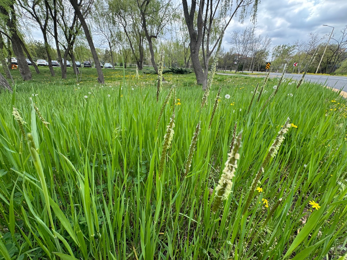 Cỏ fescue mịn