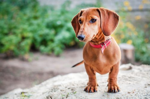 Một con chó Dachshund trên một tảng đá bên ngoài