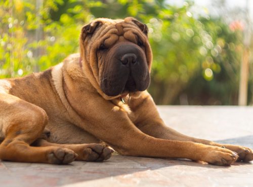 shar pei ngồi bên ngoài