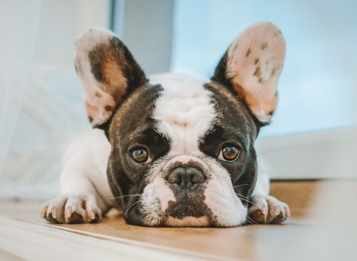 Chó Bulldog Pháp Nằm Trên Sàn Nhà