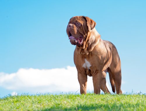 Chó Dogue de Bordeaux, đứng ngoài trời với nền trời