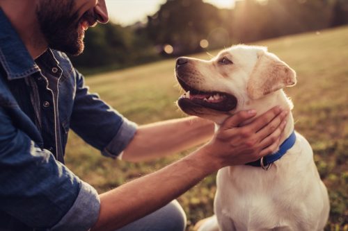 Hình ảnh cắt xén của chàng trai trẻ đẹp trai với chú chó labrador ngoài trời. Người đàn ông trên bãi cỏ xanh với chú chó. Nhà nghiên cứu chó