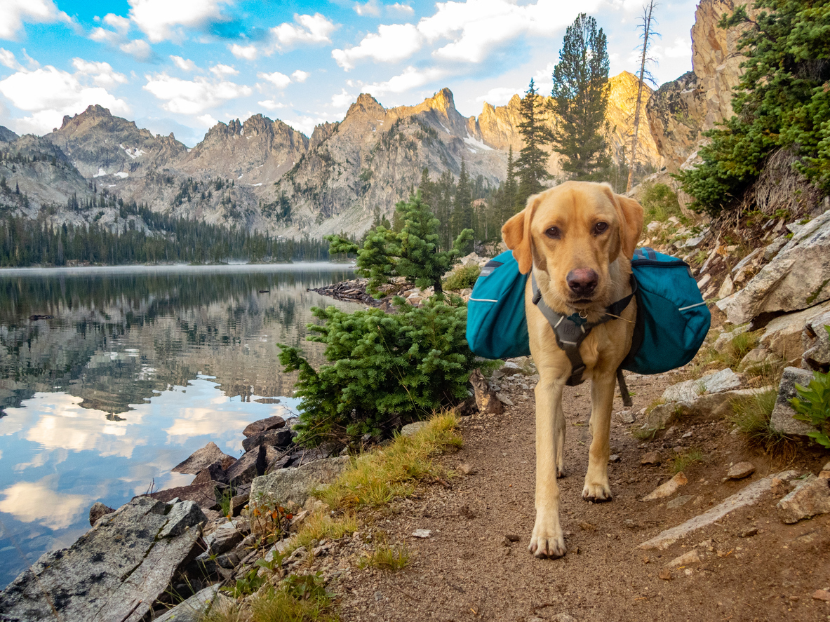 10 Most Dog-Friendly National Parks — Best Life