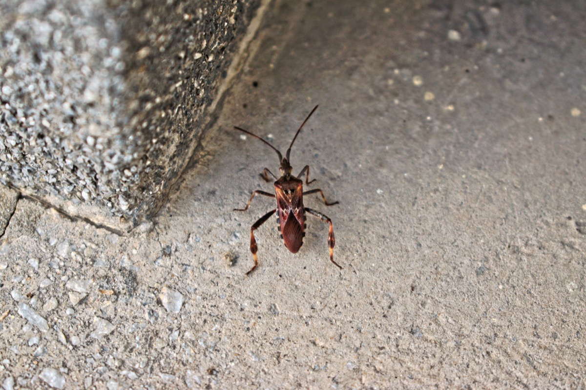 Cảnh báo mới về côn trùng “Kissing Bug” — Best Life