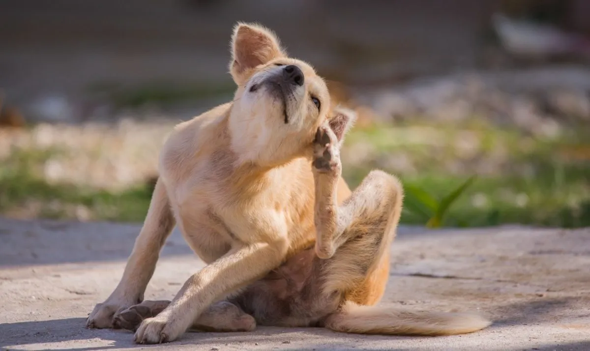 Cách Tìm Chúng Và Loại Bỏ Chúng Một Cách An Toàn — Best Life