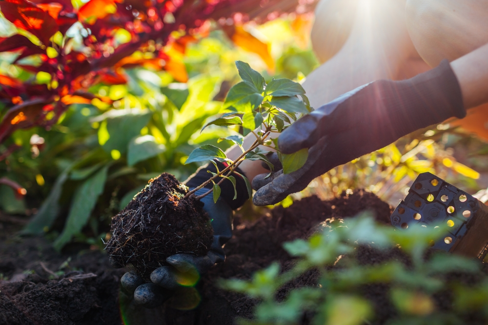 9 Best Fall Flowers to Plant, Gardeners Say — Best Life