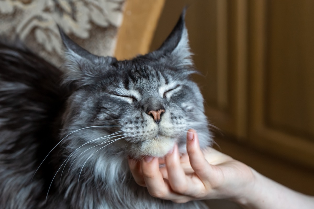 8 Large Cat Breeds You’ll Fall in Love With — Best Life