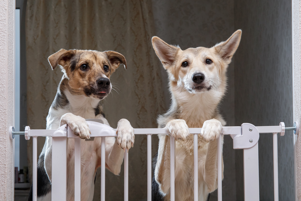 7 Best Dog Gates to Keep Your Pup Put — Best Life